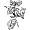 Menthe poivrée sauvage