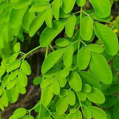 Extrait de feuille de moringa