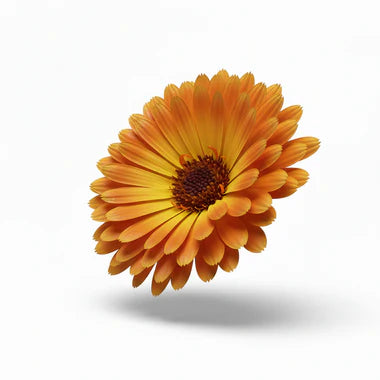 Fleur de calendula