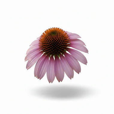 Échinacée pourpre